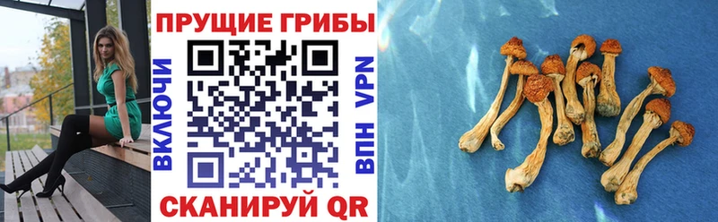 Псилоцибиновые грибы Psilocybe  купить наркотики сайты  Новая Ладога 